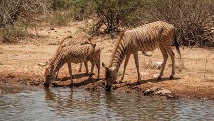 Obraz premium Zebras Drink Water at a Small Pond in a Dry Landscape During the Daytime
