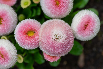 Bellis perennis pink pompon flowers blooming in spring garden © Iva