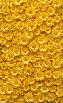 Wall of small yellow daisy flowers completely covering the frame, floral texture background