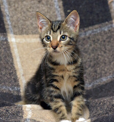 Obraz premium A charming tabby kitten with a white chest and paws sits on a cozy checkered blanket and looks up with curiosity. 