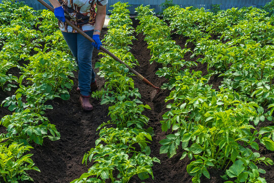 Gardener hilling potato rows with a garden hoe in a backyard vegetable garden