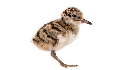 Tiny wild baby bird standing on ground isolated on transparent background © novanova-png