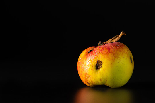 Unperfekter rot-gr&uuml;ner Apfel mit Wurmloch und unsch&ouml;nen Stellen im Moody-Licht - Konzept f&uuml;r Nachhaltigkeit und Ugly Food