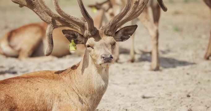 Beautiful deer relaxing in open-air paddock on a sunny summer day