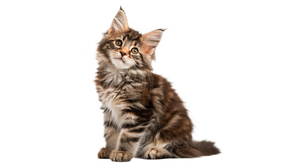 Cute small striped tabby kitten sitting upright isolated on transparent background © novitskaya-png