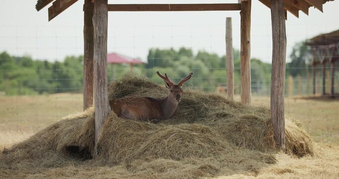 Young spotted deer resting in hay under wooden shelter at eco farm