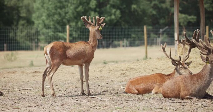 Group of red deer with large antlers in enclosure at eco farm
