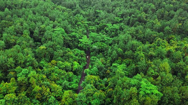 Road cutting through dense green tropical forest and thick tree canopy