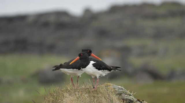 Eurasian Oystercatchers Standing on Grassy Icelandic Landscape in 4K