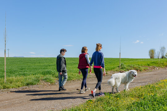 Friends Walking with a Maremma Sheepdog on a Quiet Country Road