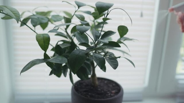 Young woman spraying water and vitamins on houseplant leaves with spray bottle