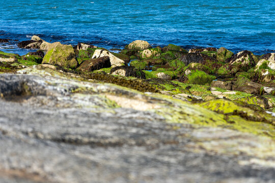 Seaweed-covered rocks along the coast of Dublin Bay, Ireland