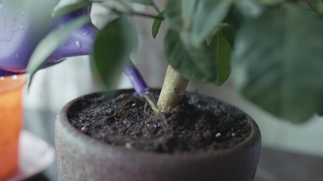 Watering green plant inside a brown ceramic pot after transplantation, slow motion