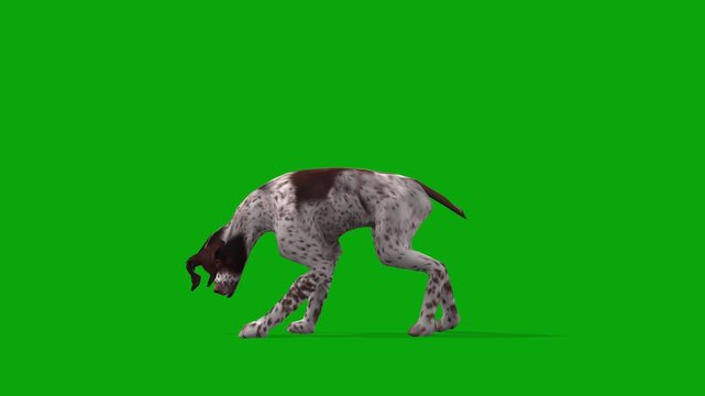 3D Realistic Brittany Dog eating food animation Loop with side View isolated on Green Screen, 4K animation of brown-and-white spots dog eating, feed render on Chroma Key, bird hunter dog
