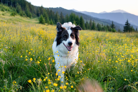 happy white dog playing outdoors at sunset