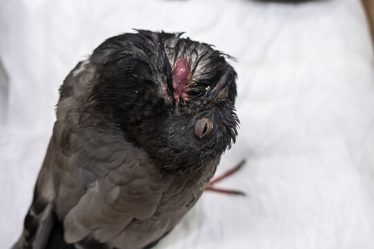 Sick feral pigeon inside a cardboard box rescue care close up view, injured pigeon with paramyxovirus virus symptoms showing twisted neck pathology, wildlife rehabilitation concept