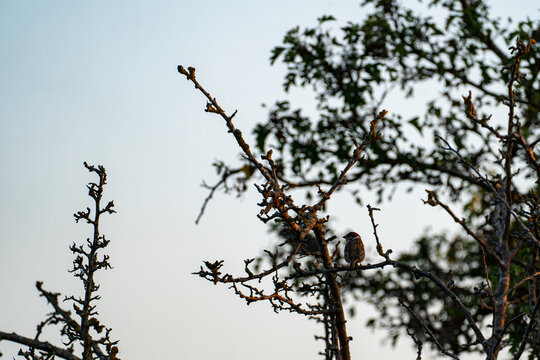 Two small sparrows perched together on shrub branches in evening light