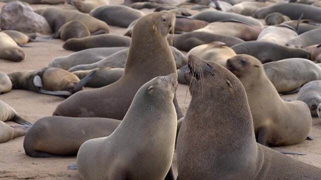 Seals at Cape Cross Seal Reserve, one of the largest colonies of Cape fur seals in the world, on the Skeleton Coast in Namibia.
