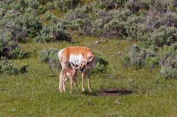 Antelope with calf © Donna