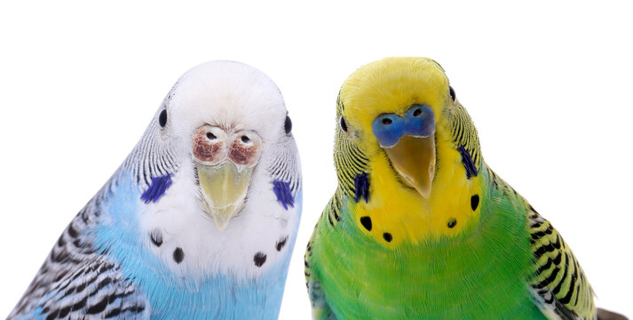 Cute parrots looking out on white background. Feathered pet