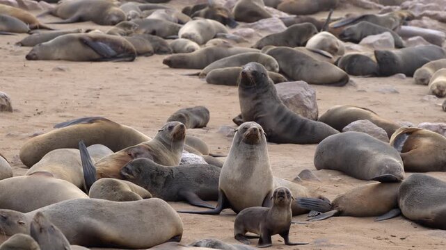 Seals at Cape Cross Seal Reserve, one of the largest colonies of Cape fur seals in the world, on the Skeleton Coast in Namibia.