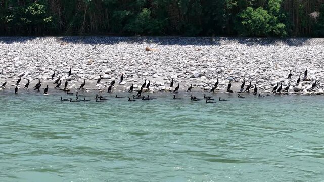 Many cormorants swim in calm, green waters. They wade and float near rocky shorelines. Trees frame the background, dense and leafy. Birds move together, unbothered by the camera