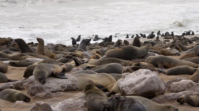 Seals at Cape Cross Seal Reserve, one of the largest colonies of Cape fur seals in the world, on the Skeleton Coast in Namibia.