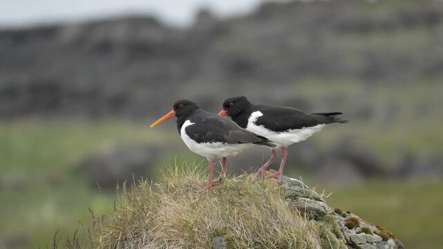 Eurasian Oystercatchers Standing in Wind on Icelandic Landscape in 4K
