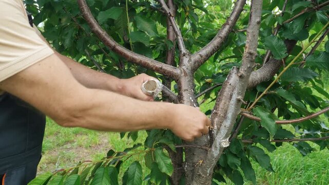 Man in workwear applies protective sealant to a tree branch after pruning, showcasing the care of plants in a lush outdoor garden setting