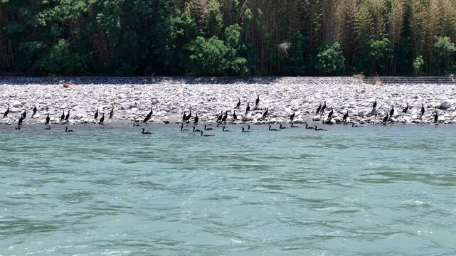 Black cormorants float near a turquoise river. They gather on gravel shores, wading through water. Trees line the background with tall, dense greenery. This tranquil scene captures wild bird behavior