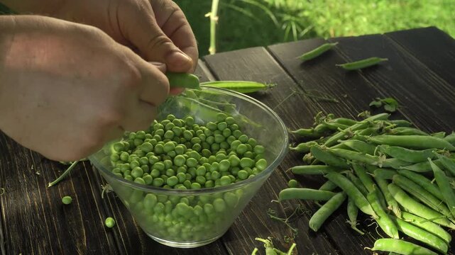 Hands of a person shelling fresh green peas into a clear bowl, with pea pods and scattered peas on a wooden table in a sunny outdoor setting