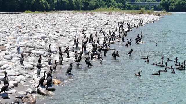 Flocks of cormorants gather along rocky riverbanks. They rest, dip, and swim in clear, shallow waters. Green trees frame the natural, tranquil river setting