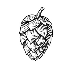 Fototapeta premium Hop cone. Vintage woodcut engraving style vector illustration.