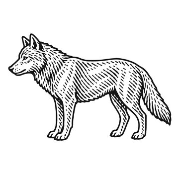 Wolf. Vintage woodcut engraving linocut style vector illustration.