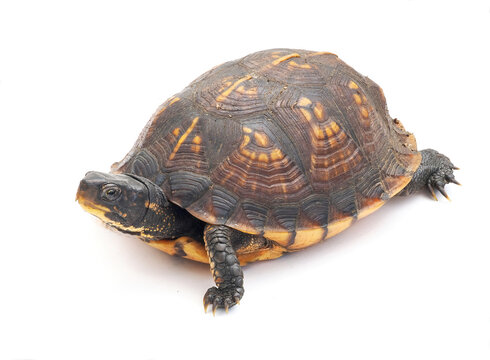 A Close-up Focus Stacked Image of a Female Box Turtle Isolated on White