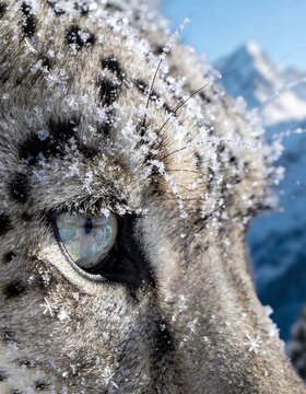 Snow leopard eye macro with frosty fur and icy mountain light