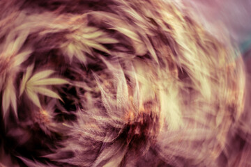 Obraz premium Artistically photographed cannabis buds.