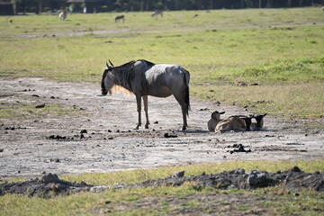 plains of amboseli national park in kenya, elephants, zebras, wilderbeest, antelopes in perfect harmony © Michaela Holubová