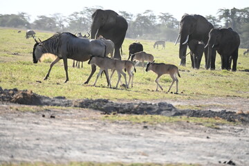 plains of amboseli national park in kenya, elephants, zebras, wilderbeest, antelopes in perfect harmony © Michaela Holubová