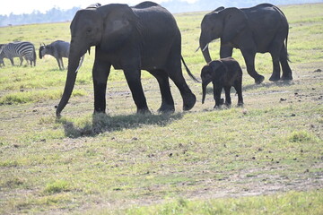 Fototapeta premium African elephants are members of the genus Loxodonta comprising two living elephant species, the African bush elephant (L. africana) in amboseli national park