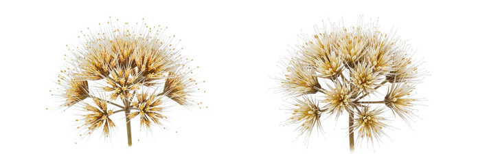 Obraz premium Dried flower head isolated on transparent background