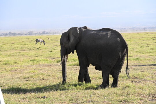 African elephants are members of the genus Loxodonta comprising two living elephant species, the African bush elephant (L. africana) in amboseli national park