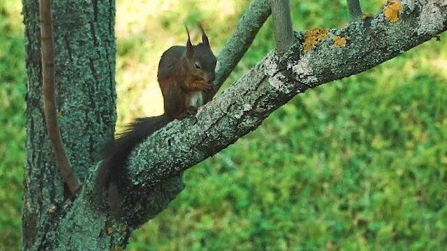 Squirrel sitting on a tree branch and chewing food