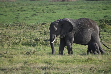 Fototapeta premium African elephants are members of the genus Loxodonta comprising two living elephant species, the African bush elephant (L. africana) in amboseli national park