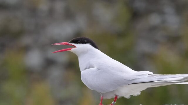 Arctic tern (Sterna paradisaea) in breeding