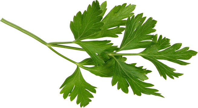 Fresh parsley sprig isolated on white background