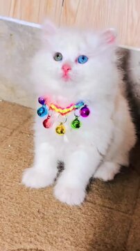 Cute White Kitten with Colorful Collar