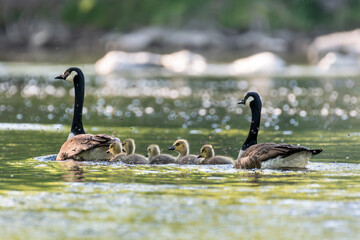 Canada Geese with Goslings floating down a creek © Photovagant