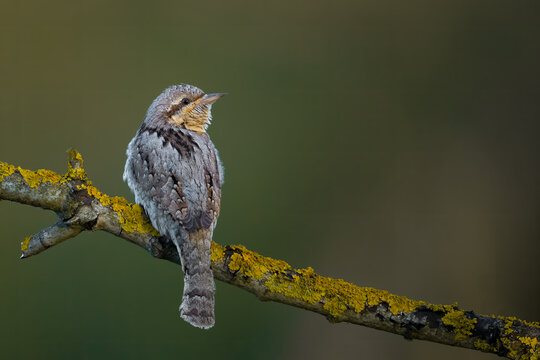 Eurasian Wryneck Perched on Lichen Covered Branch with Copy Space