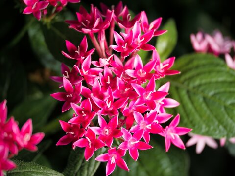 Tokyo,Japan-July 16, 2026: Pentas lanceolata or Egyptian starcluster